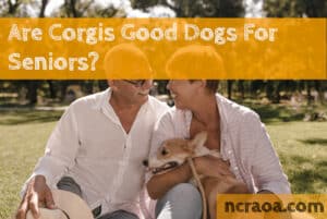 are corgis good for seniors