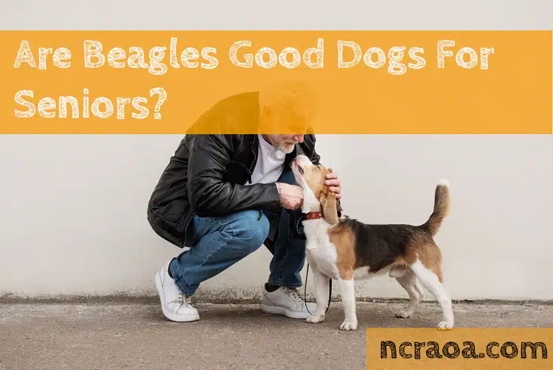are beagles good dogs for seniors