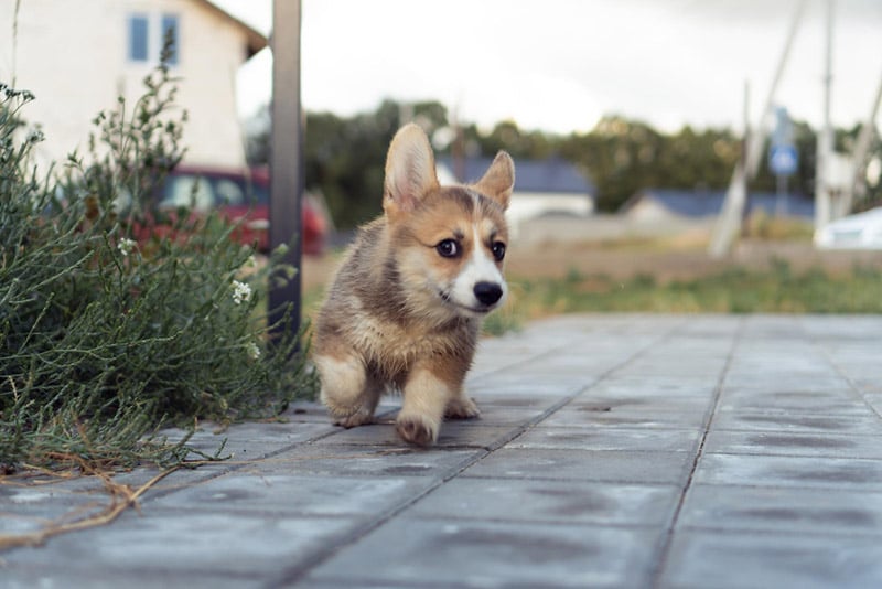 corgi dog running