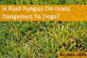 is rust fungus dangerous to dogs