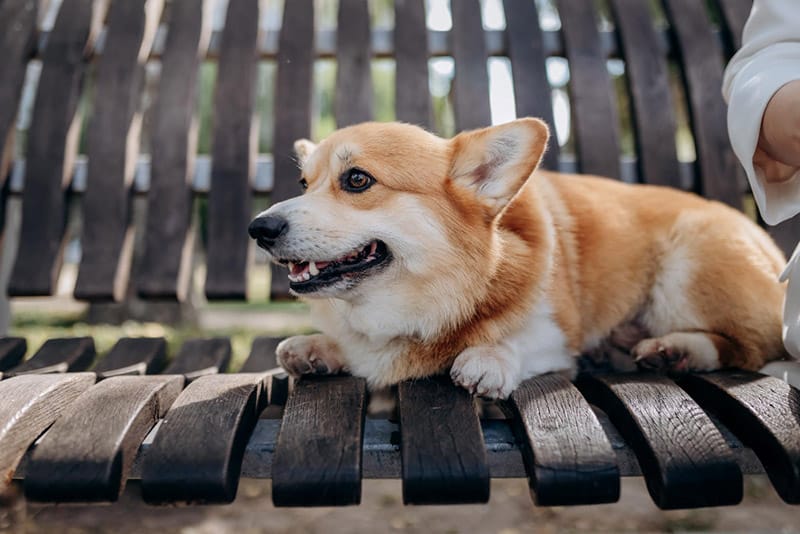 welsh corgi pembroke dog lying on bench