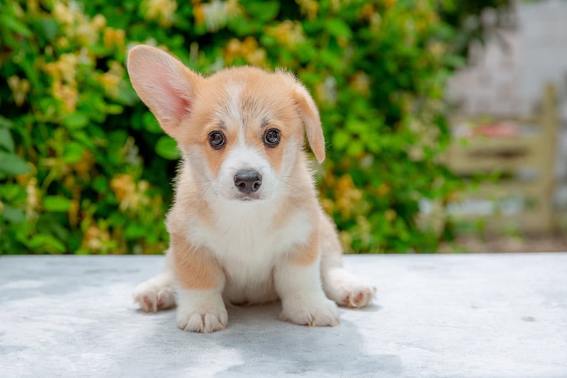 welsh corgi puppy