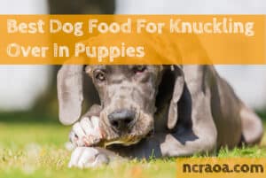 best dog food for knuckling puppies