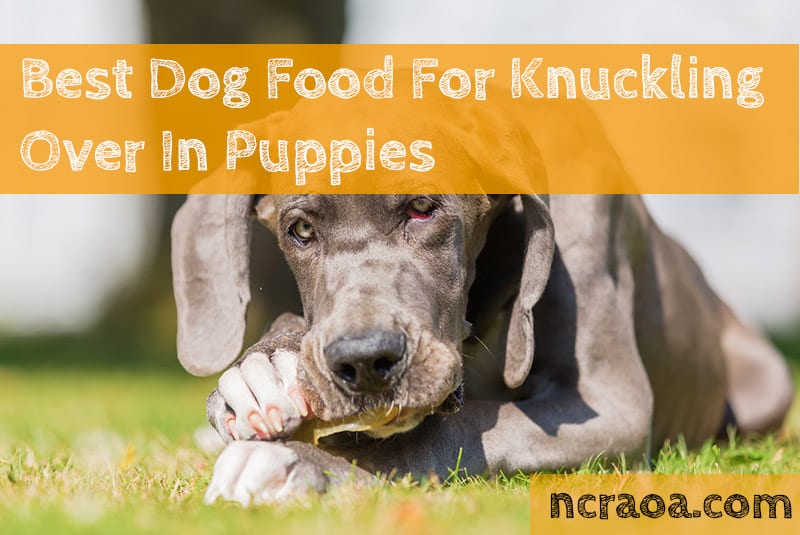 Got A Puppy With Knuckling Over Issues? Try This Dog Food (2024