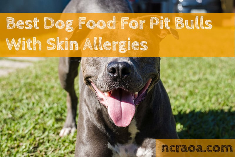 best food for pitbulls with skin allergies