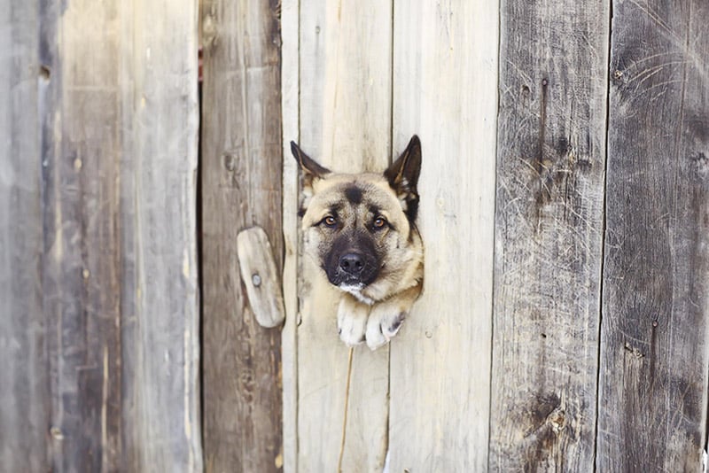 dog looking through fence hole