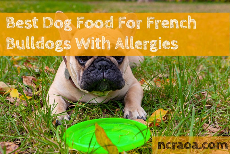 best food french bulldog with allergies