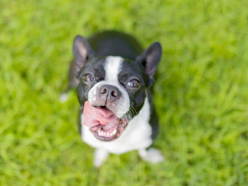 Boston Terrier at dog park