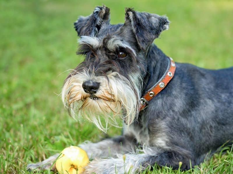 Miniature Schnauzer