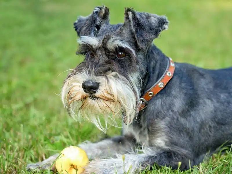 Miniature Schnauzer