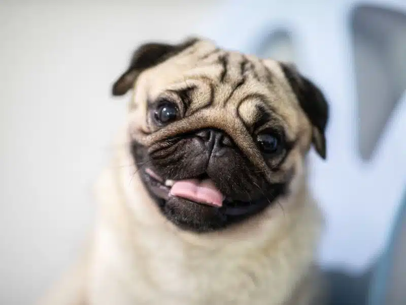 pug