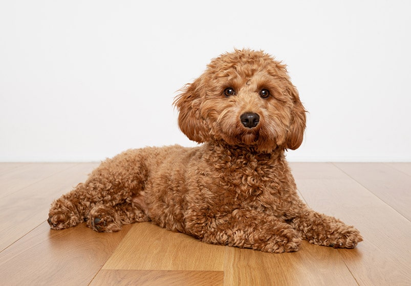 cavapoo posing on hardwood floor