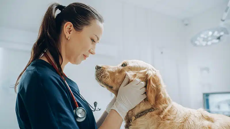 vet checking dog eyes