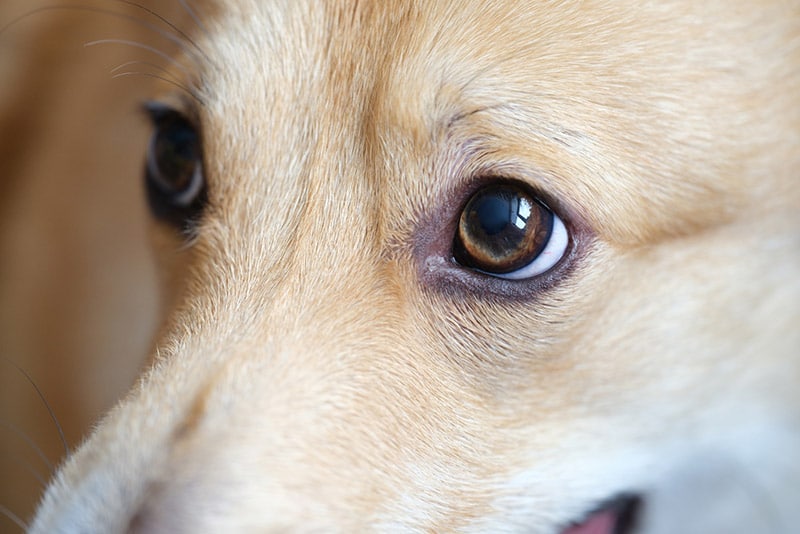 welsh corgi dog closeup