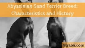 Abyssinian Sand Terrier