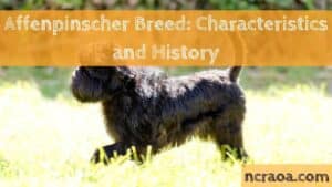 Affenpinscher Breed: Characteristics and History