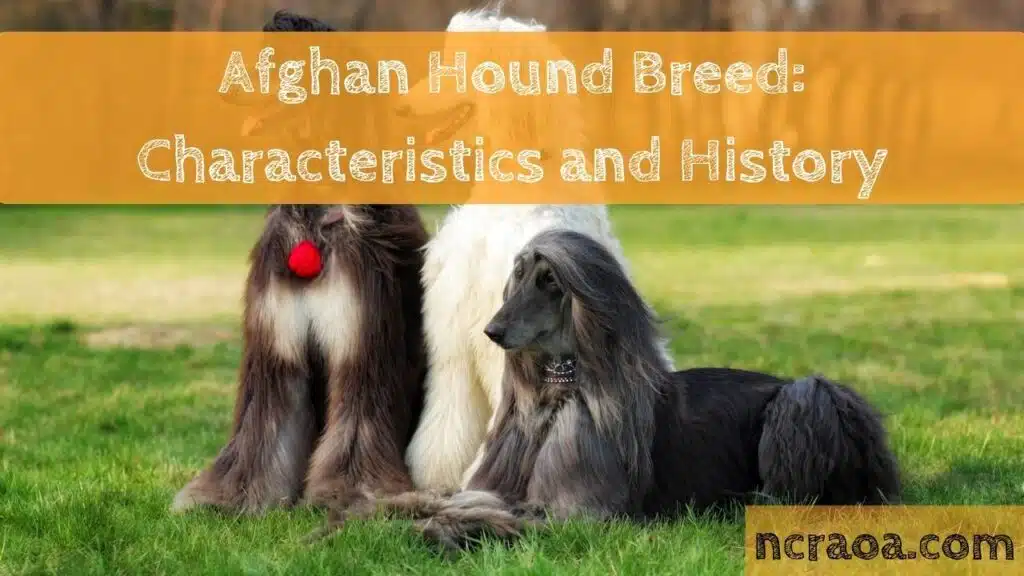 Afghan Hound Breed Characteristics and History