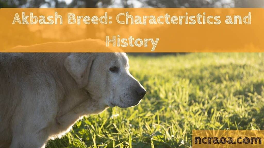 Akbash Breed: Characteristics and History