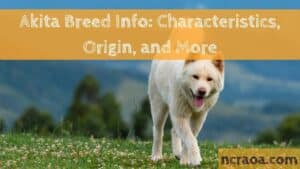 Akita Breed Info: Characteristics, Origin, and More