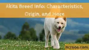 Akita Breed Info: Characteristics, Origin, and More