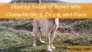 Aksaray Malaklisi Breed Info Characteristics, Origin, and More