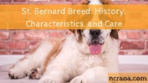 St. Bernard