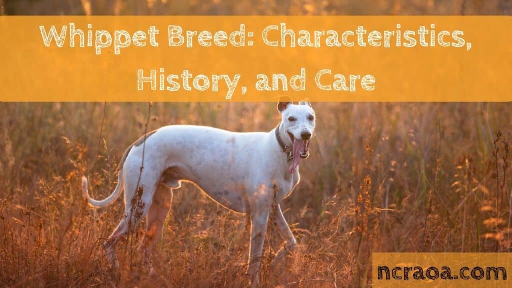 Whippet Breed Characteristics, History, and Care