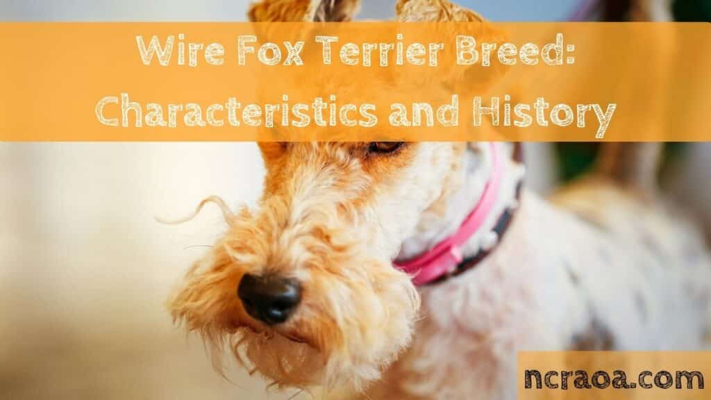 Wire Fox Terrier Breed Characteristics and History