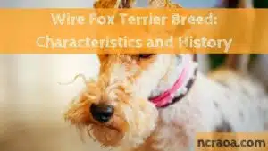 Wire Fox Terrier Breed Characteristics and History