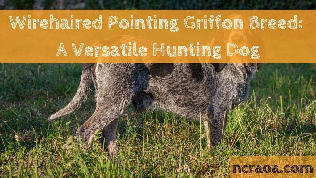 Wirehaired Pointing Griffon Breed: A Versatile Hunting Dog