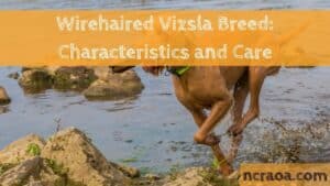 Wirehaired Vizsla Breed Characteristics and Care