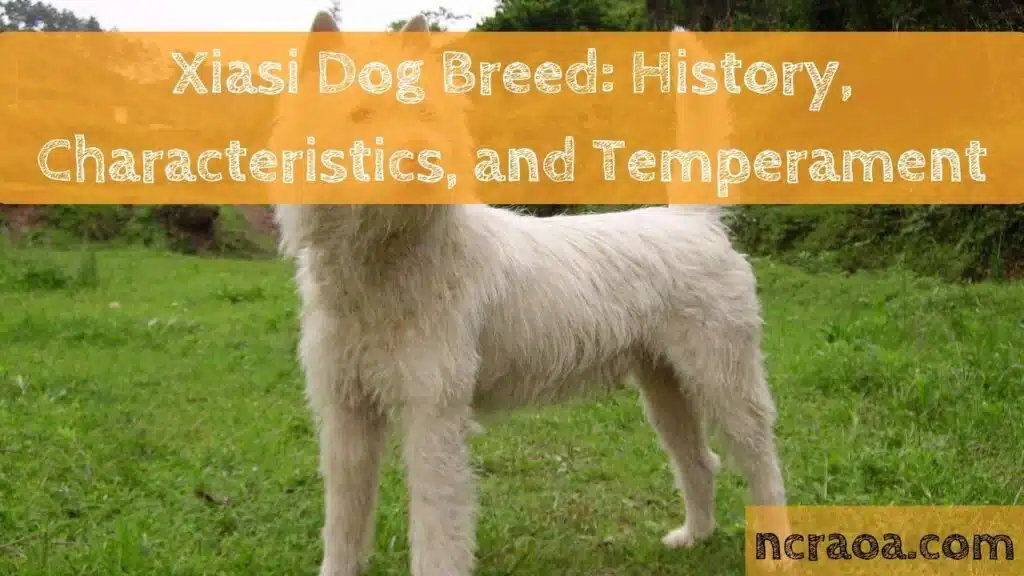 Xiasi Dog Breed: History, Characteristics, and Temperament