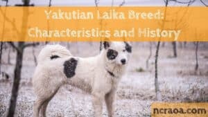 Yakutian Laika Breed: Characteristics and History