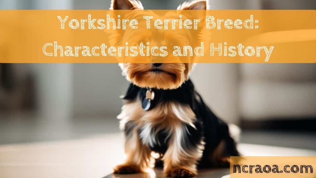 Yorkshire Terrier Breed: Characteristics and History