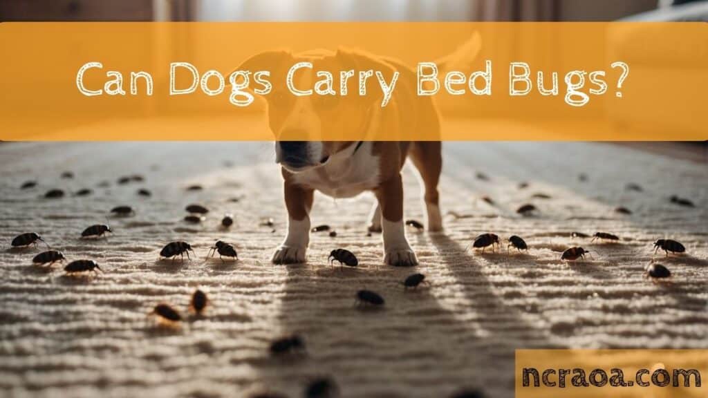 dogs carry bed bugs