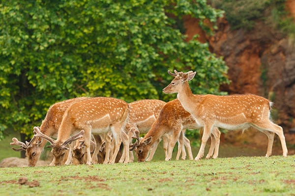 group of deer grazing