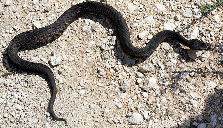 adult cottonmouth on ground