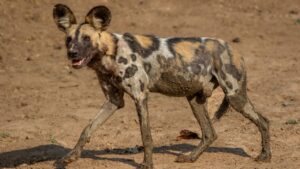 african wild dog