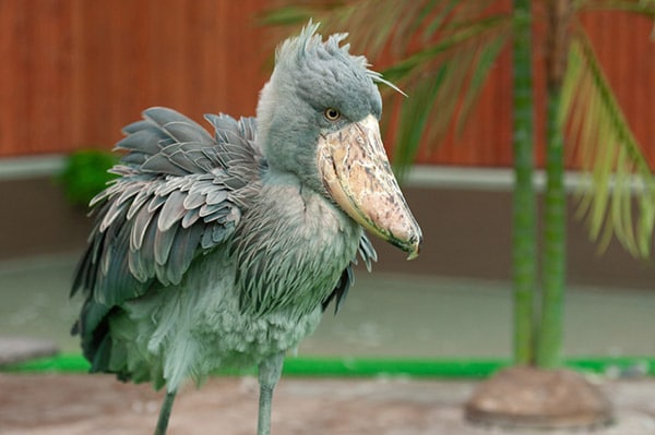 shoebill