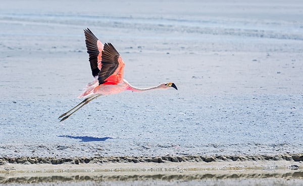 Andean flamingo in flight