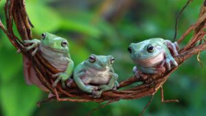 australian white tree frog sitting on branch