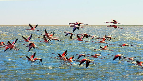 African flamingos flying over ocean