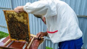 bee keeper and honey bees