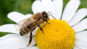 bee on daisy