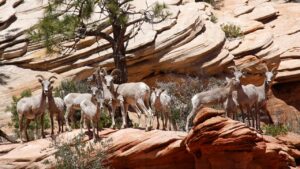 bighorn sheep in zion