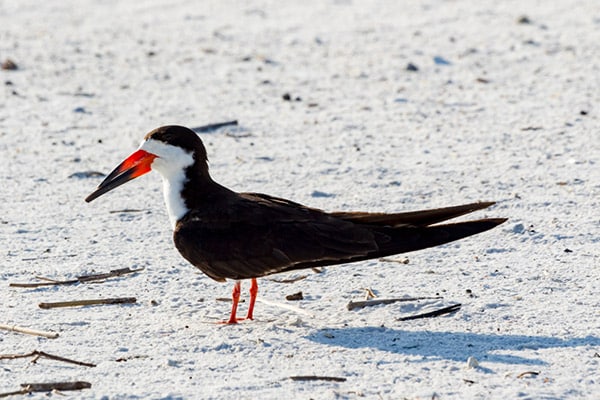 black skimmer bird