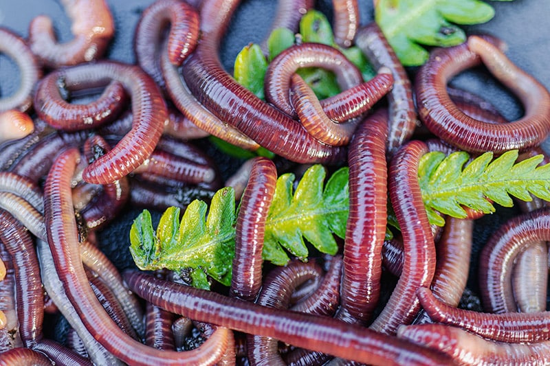 red worms