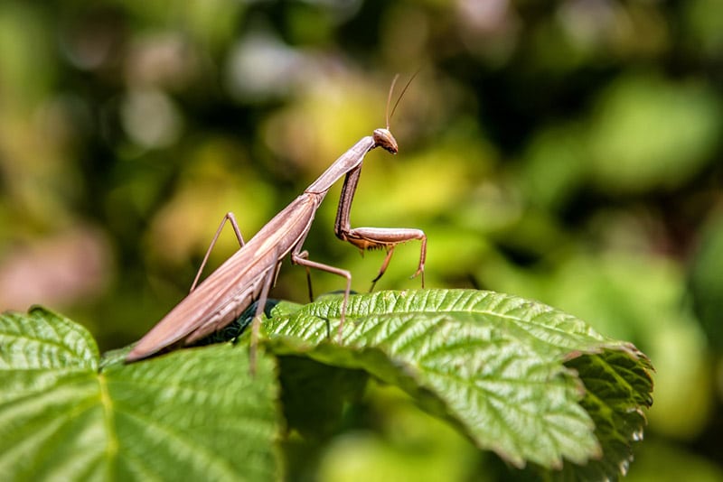 brown praying mantis