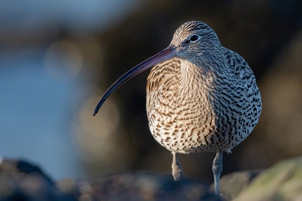 long billed curlew