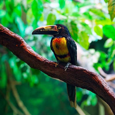 Collared Aracari